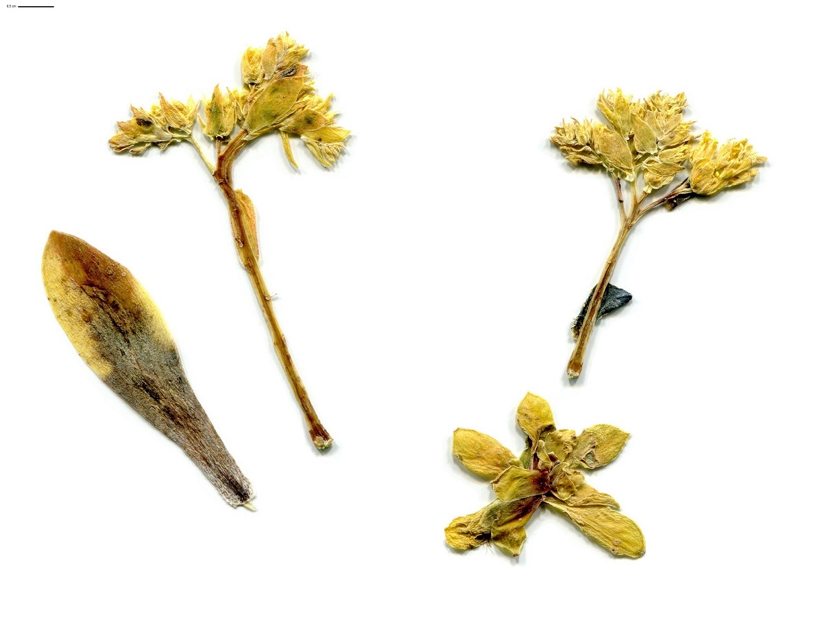 Sedum palmeri (Crassulaceae)